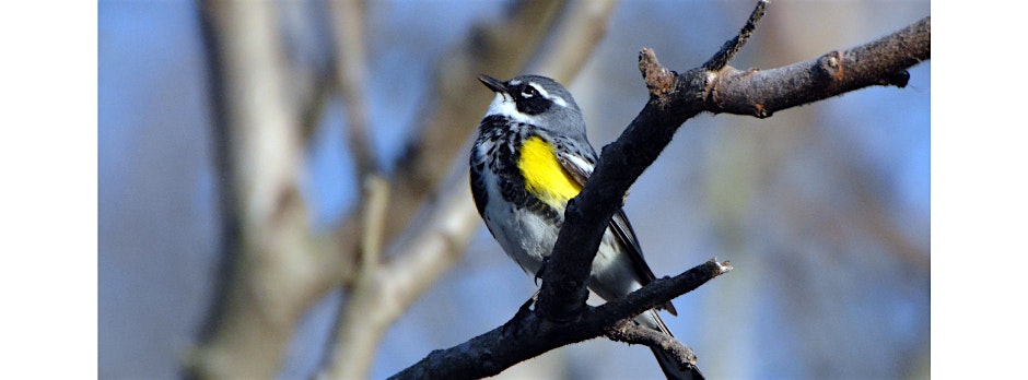 Early Wings of Spring: Park Program & Hike