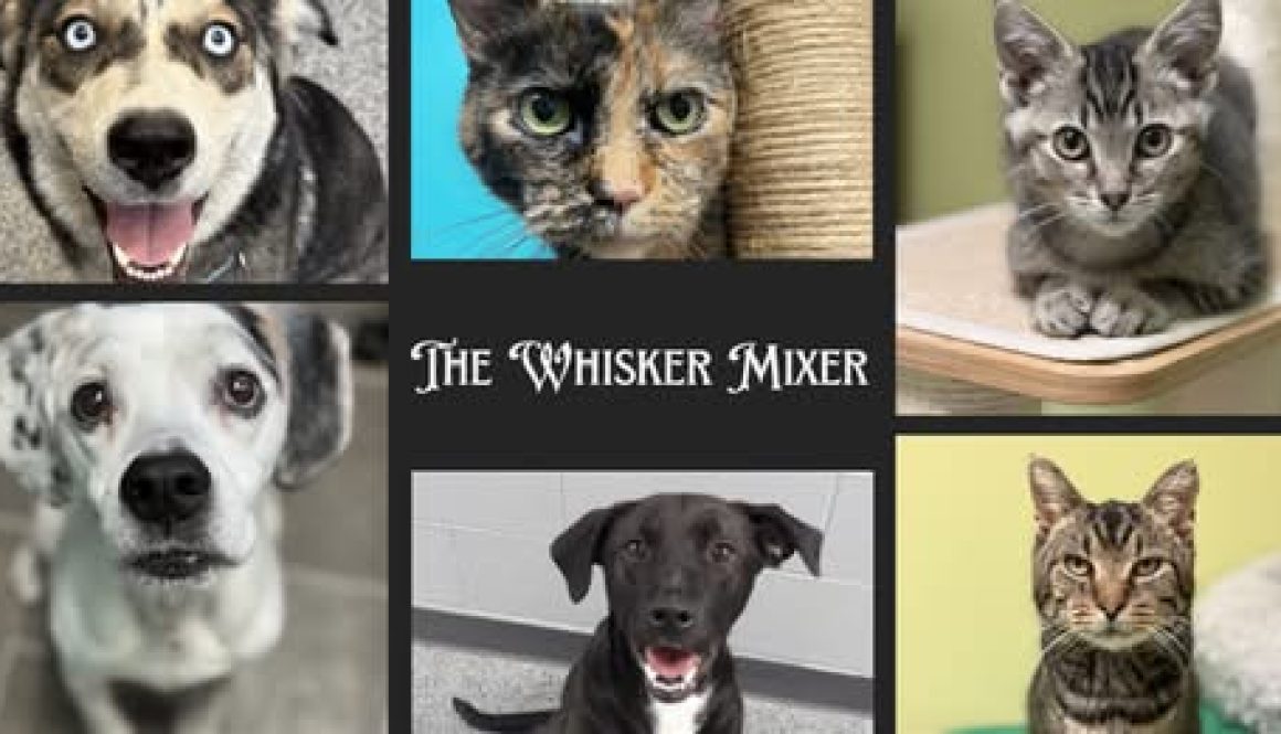 Flyer for The Whisker Mixer fundraiser presented by Circle Area Humane Society, featuring photos of cats and dogs