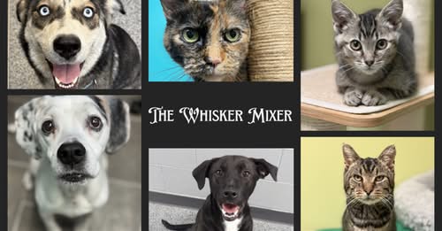 Flyer for The Whisker Mixer fundraiser presented by Circle Area Humane Society, featuring photos of cats and dogs