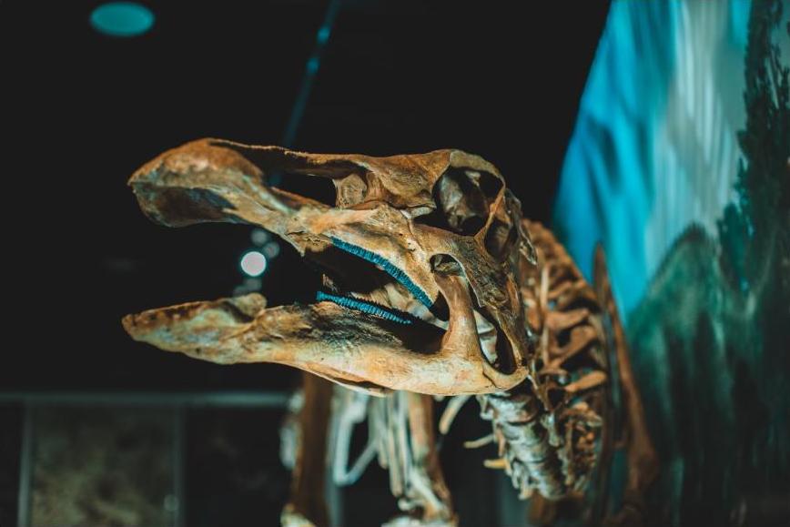 Dinosaur skeleton fossil exhibit display, generic stock photo