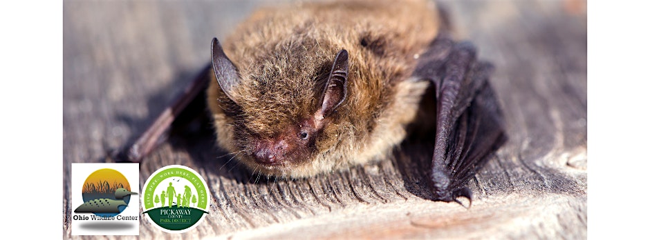 Parks After Dark: The Truth About Bats