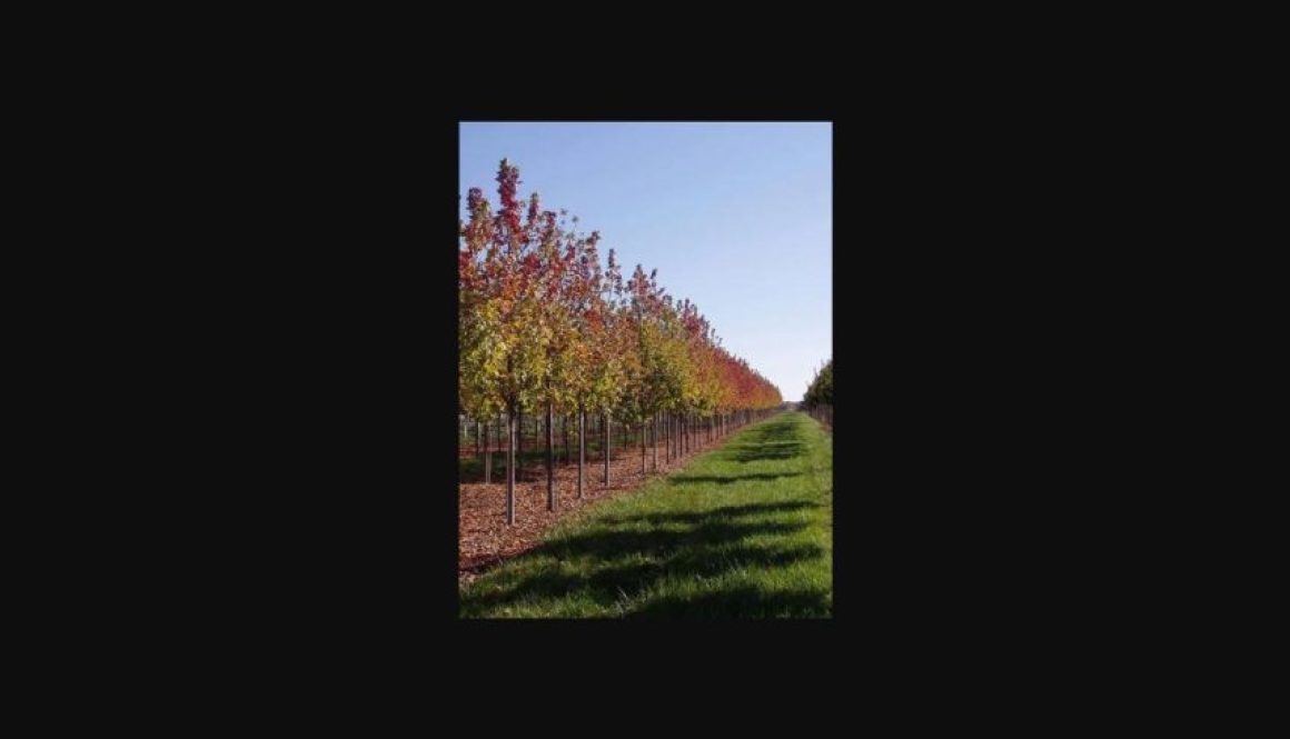Row of trees with fall foliage at Rhoads Garden Center wholesale nursery, Fall Nursery Days